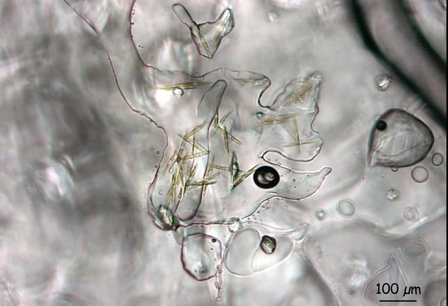 Kieselalge Fragilariopsis cylindrus
