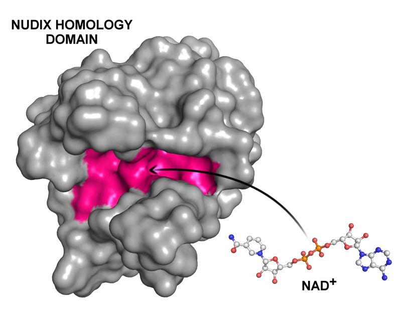 NAD⁺ nistet sich in der Bindungstasche einer Nudix Homology Domain (NHD) ein NAD⁺ nistet sich in der Bindungstasche einer Nudix Homology Domain (NHD) ein