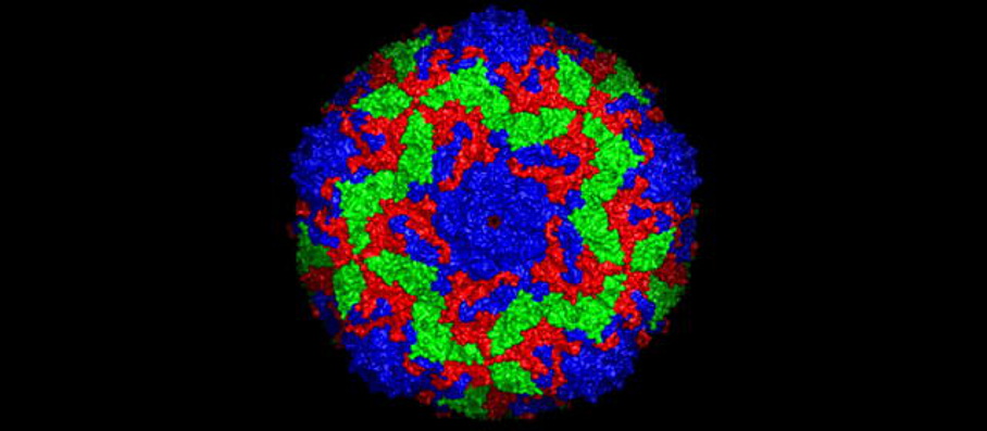 Oberflächenstruktur des Bovinen Enterovirus 2 Oberflächenstruktur des Bovinen Enterovirus 2