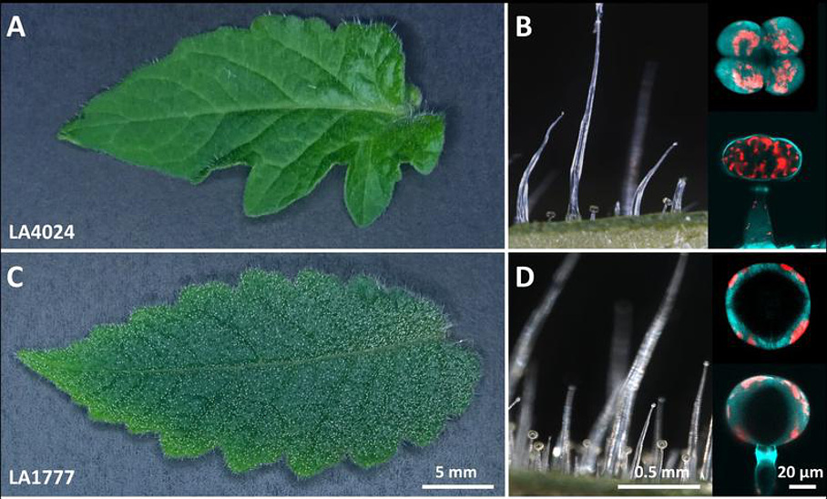 Glanduläre Trichome der Kulturtomate und einer wildwachsenden Art Glanduläre Trichome der Kulturtomate und einer wildwachsenden Art