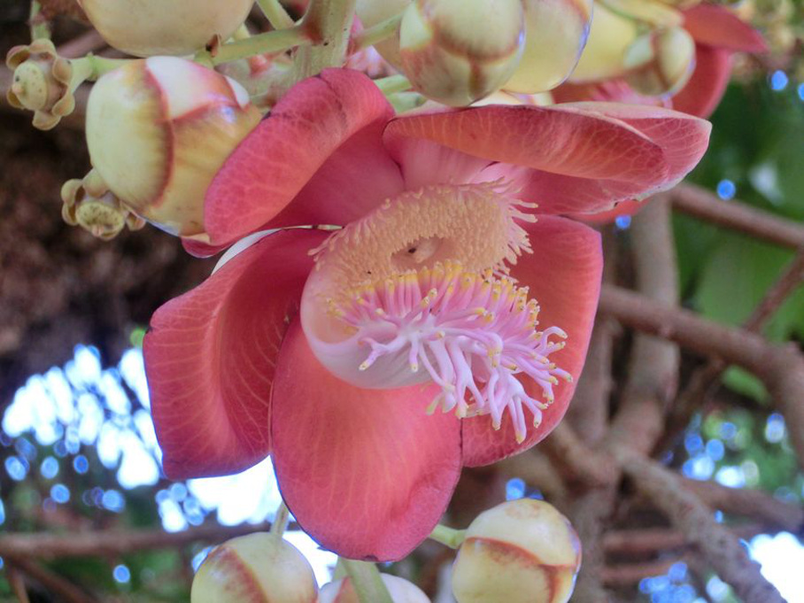 Blüte des Kanonenkugelbaumes Blüte des Kanonenkugelbaumes