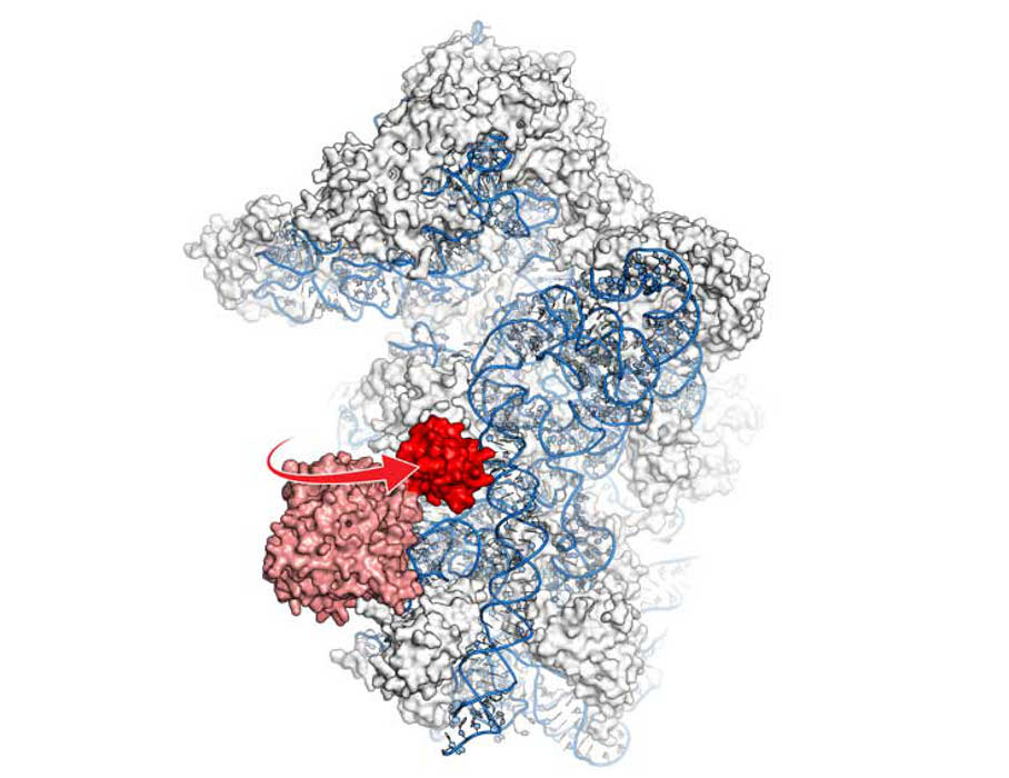Hammer-Protein beim Arbeiten zugeschaut Hammer-Protein beim Arbeiten zugeschaut