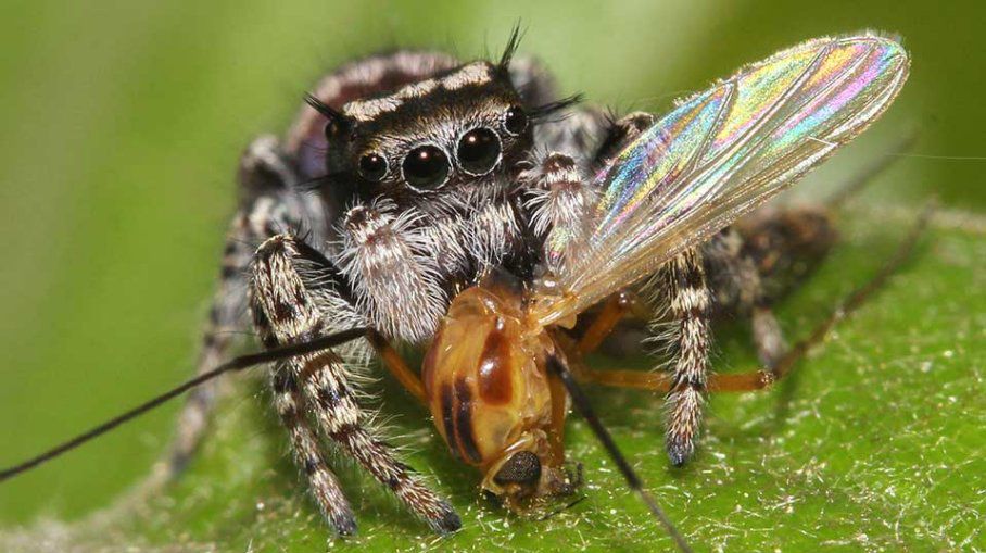 Springspinnem