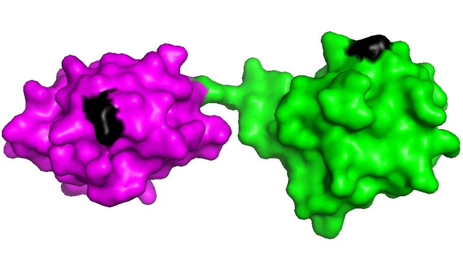 Ubiquitin-Moleküle Ubiquitin-Moleküle