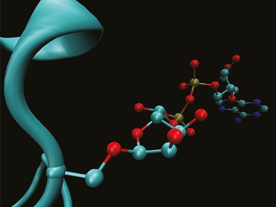 Komplexe Markierung für die DNA-Reparatur Komplexe Markierung für die DNA-Reparatur
