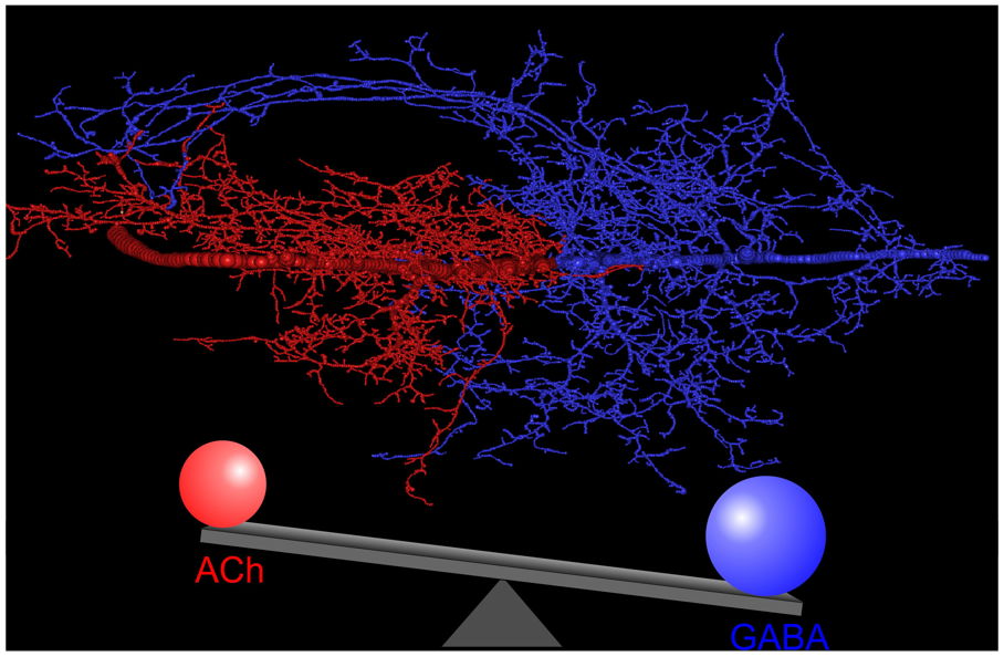 Dendritenstruktur eines Flugmotorneurons
