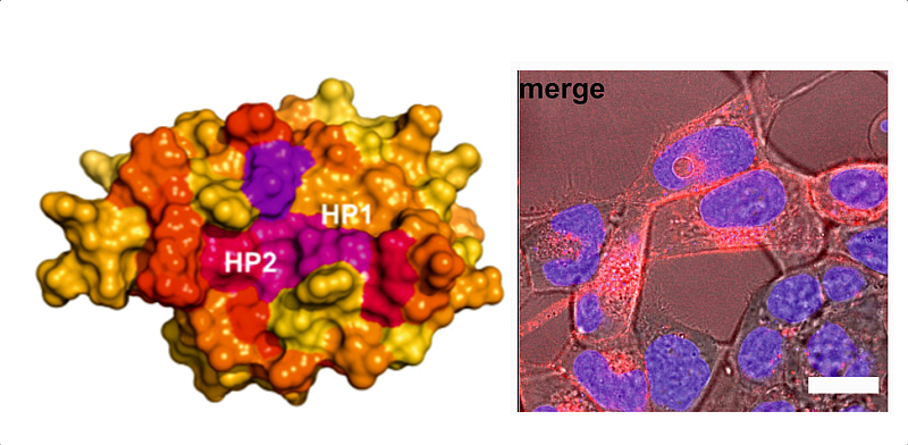 HIV-Protein NEF HIV-Protein NEF
