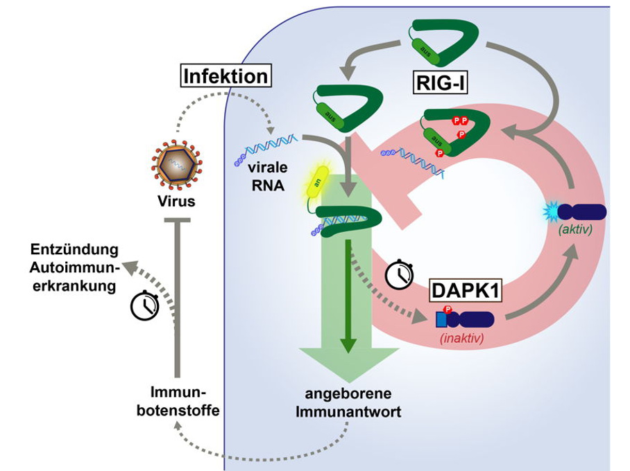 Immunreaktion Immunreaktion
