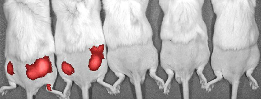 Mäuse, mit Pseudomonas aeruginosa infiziert Mäuse, mit Pseudomonas aeruginosa infiziert
