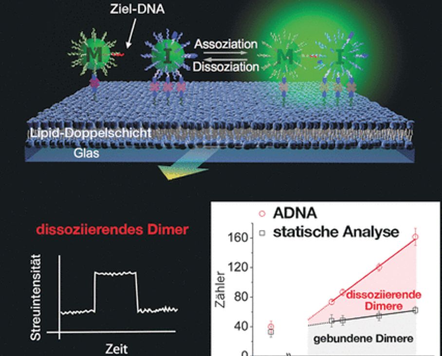 Ultrasensitive DNA-Quantifizierung Ultrasensitive DNA-Quantifizierung