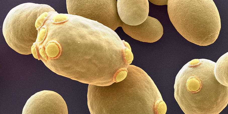 Bäckerhefe Saccharomyces cerevisiae
