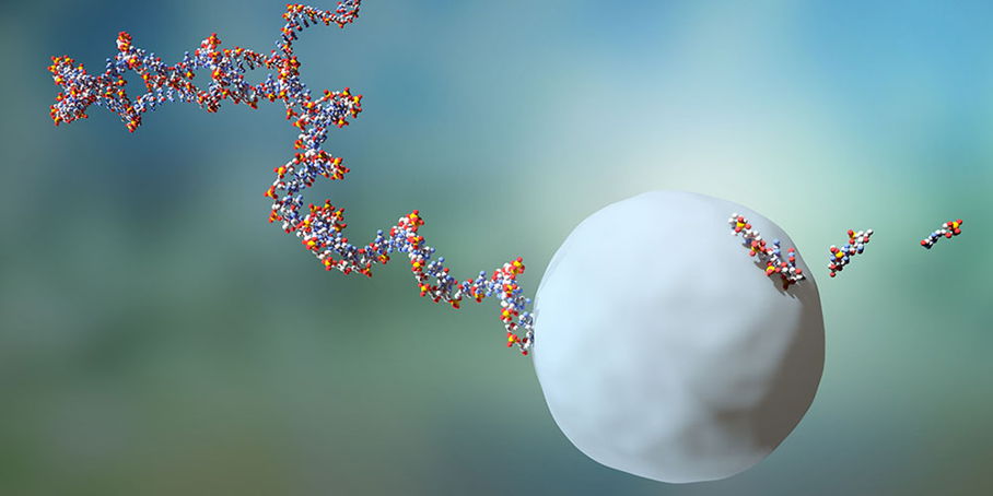 RNA-Moleküle leben durchschnittlich zwei Minuten, bevor sie von einem Exosom eliminiert werden. RNA-Moleküle leben durchschnittlich zwei Minuten, bevor sie von einem Exosom eliminiert werden.