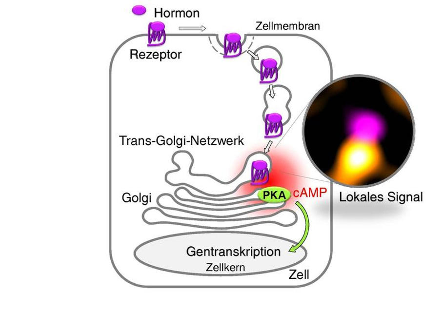 Grafik zum Modell der Signalkette in der Zelle Grafik zum Modell der Signalkette in der Zelle