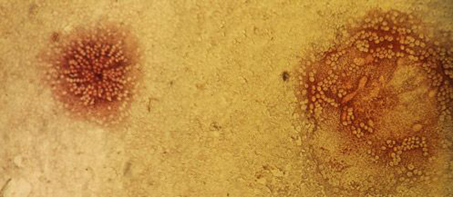 Staupe-Virus Staupe-Virus