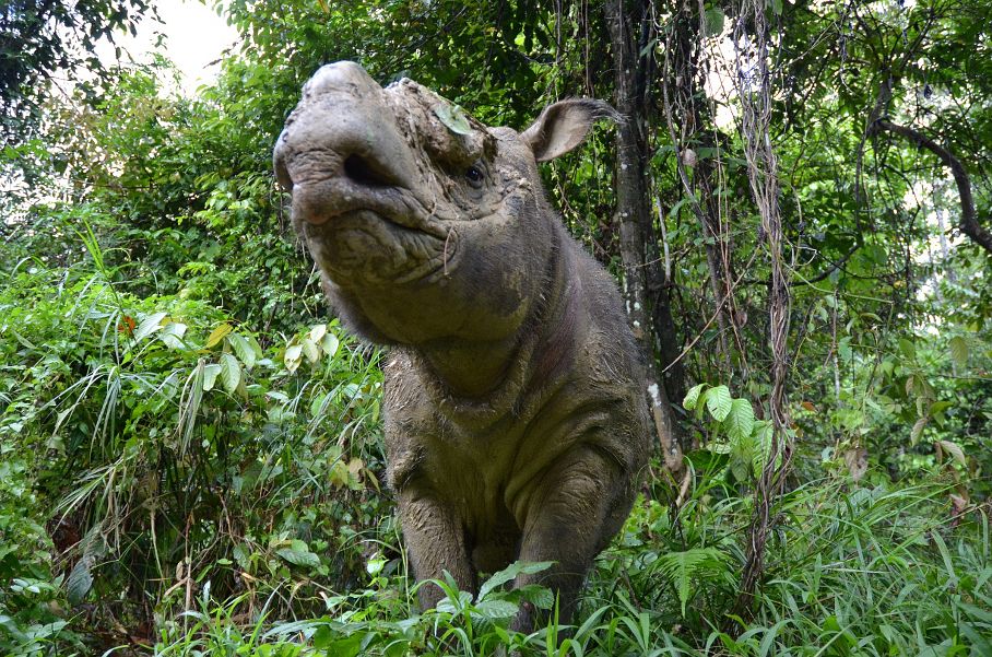 Sumatra-Nashorn
