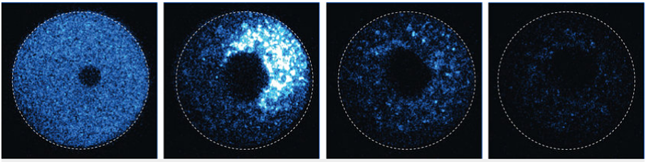 Trim-Away zerstört ein fluoreszierendes Protein in einer Eizelle