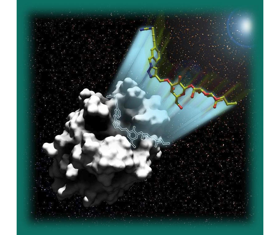 Tumorprotein Galectin-1 Tumorprotein Galectin-1