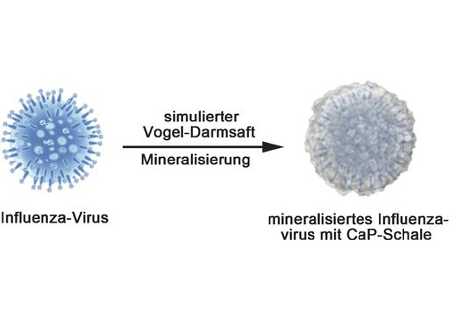 Virus Vogelgrippe Eierschale Virus Vogelgrippe Eierschale