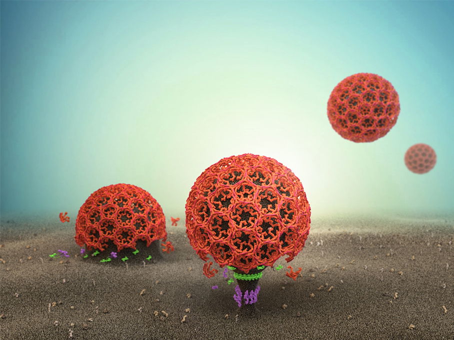 Schritt der Verengung der Membraneinstülpung Schritt der Verengung der Membraneinstülpung