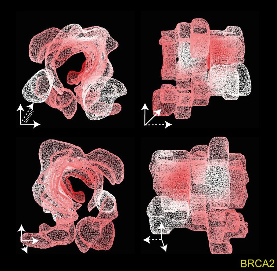 Dreidimensionales Tumormodell Dreidimensionales Tumormodell
