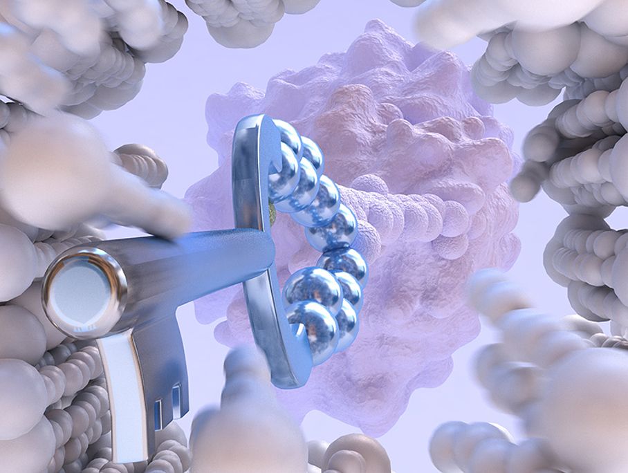 Zyklisch zellpenetrierende Peptide ebnen - wie eine Art Schlüssel - für die Antikörper den Weg ins Innere einer Zelle Zyklisch zellpenetrierende Peptide ebnen - wie eine Art Schlüssel - für die Antikörper den Weg ins Innere einer Zelle