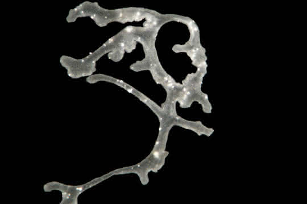 Lichtmikroskopische Aufnahme von Polyplacotoma mediterranea Lichtmikroskopische Aufnahme von Polyplacotoma mediterranea