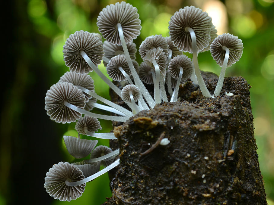 Coprinellus disseminatus (Gesäter Tintling, Kolumbien) Coprinellus disseminatus (Gesäter Tintling, Kolumbien)
